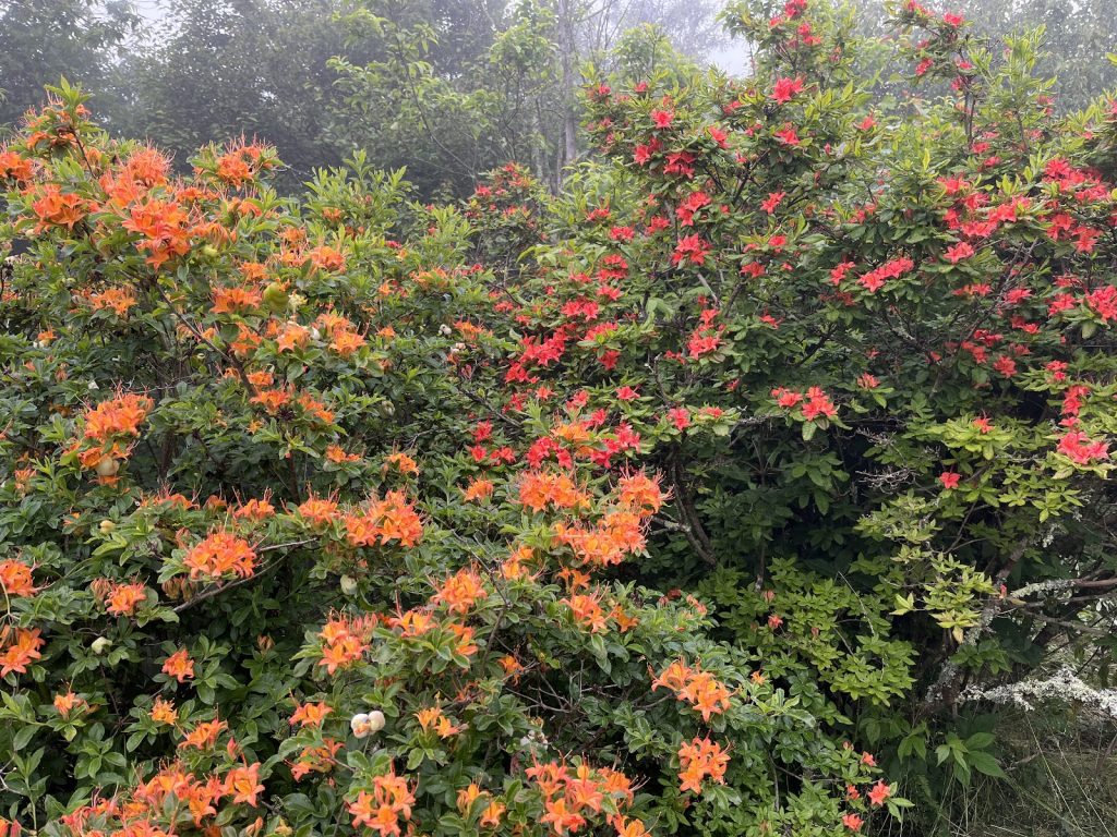 Azalea Watch Bloom Watch: The Azalea Collection - The North Carolina Arboretum