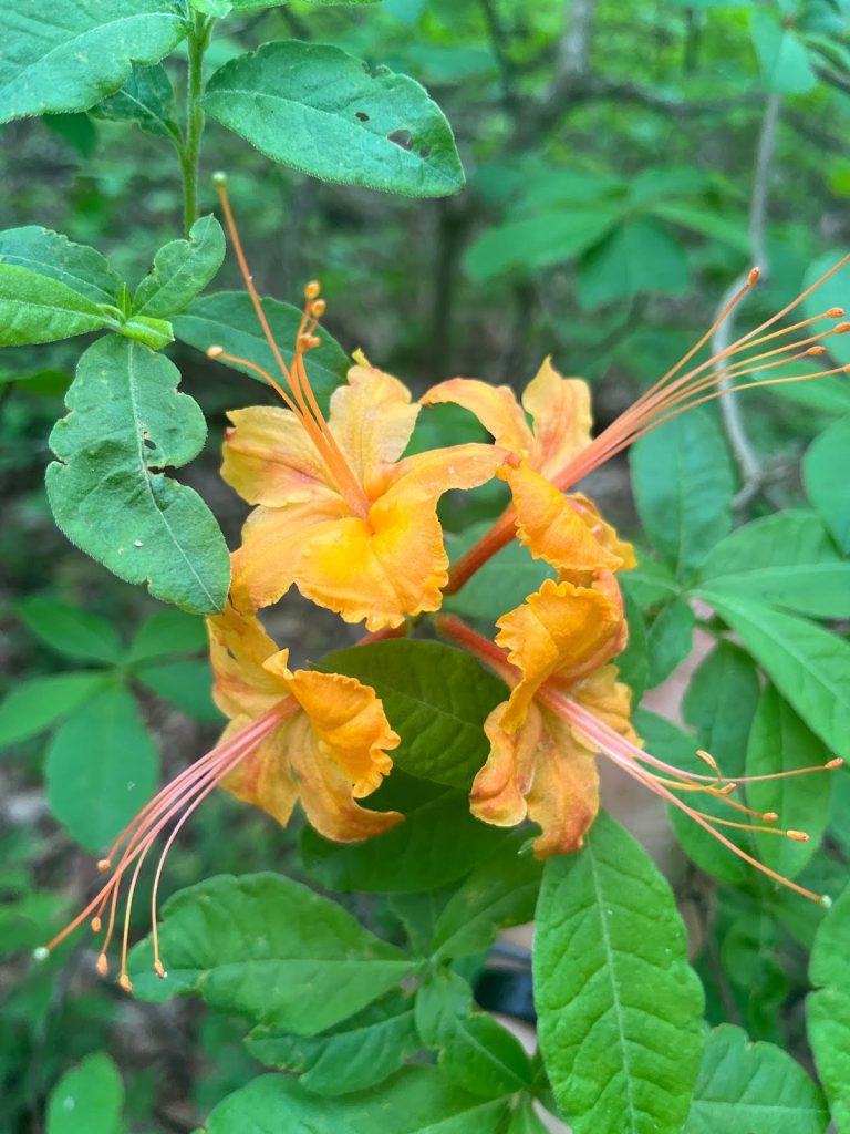 Azalea Watch Bloom Watch: The Azalea Collection 2024 - The North Carolina Arboretum