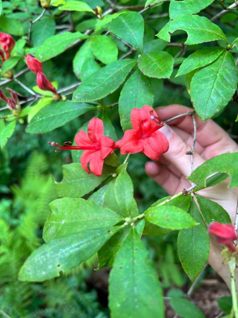 Azalea Watch Bloom Watch: The Azalea Collection 2024 - The North Carolina Arboretum