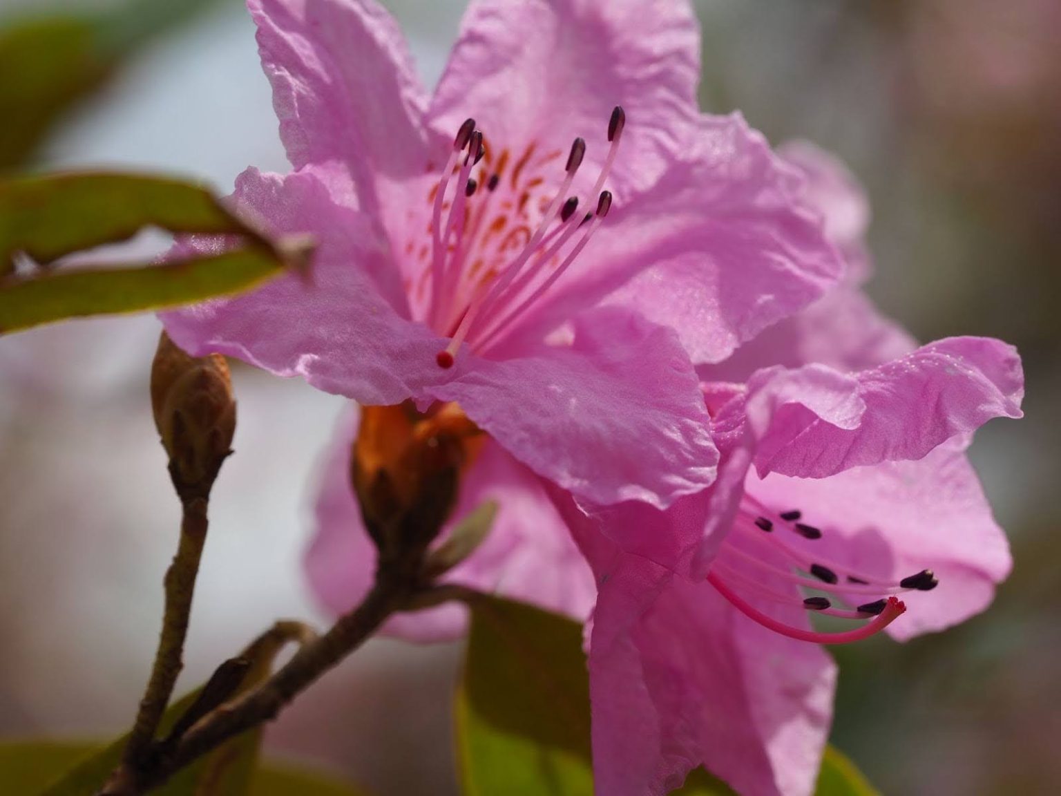 Bloom Watch: The Azalea Collection 2024 - The North Carolina Arboretum
