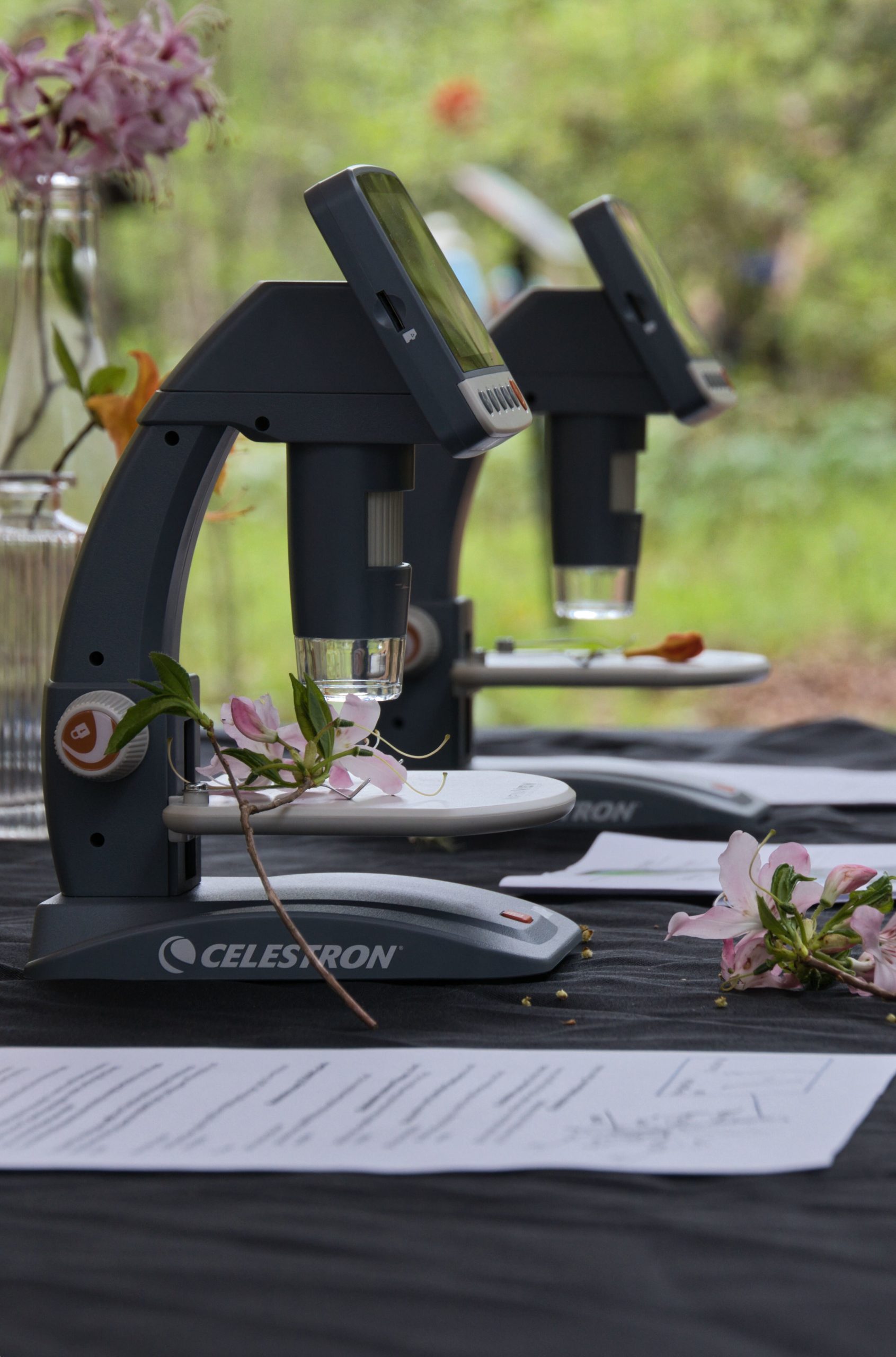 Azalea Watch The Native Azalea Collection: Bloom Watch 2025 - The North Carolina ...