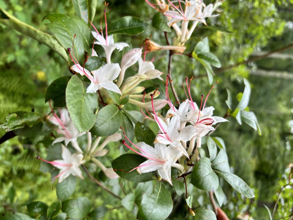 Azalea Watch The Native Azalea Collection: Bloom Watch 2025 - The North Carolina ...