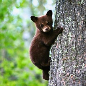 Membership Swaps - The North Carolina Arboretum