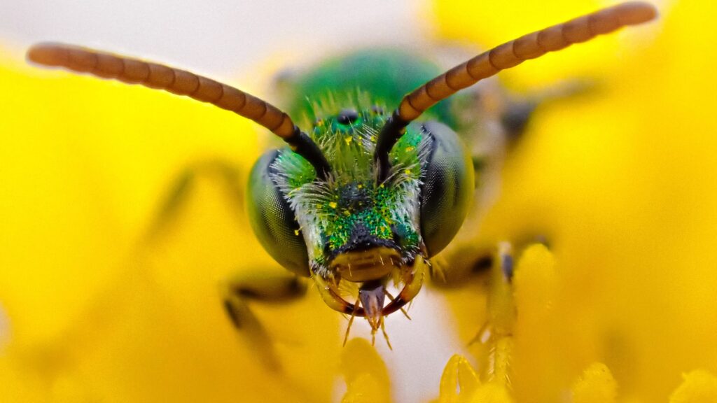 Insect Pollinators of the Blue Ridge - The North Carolina Arboretum